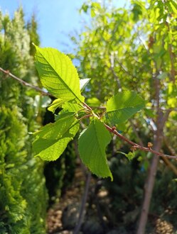 Яблоня "Коричное полосатое"