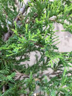 Можжевельник средний Голд Стар (Gold Star)