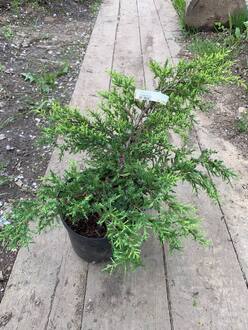 Можжевельник средний Голд Стар (Gold Star)