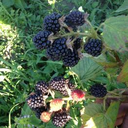 Ежевика Агавам (Agawam)