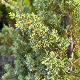 Можжевельник казацкий Глаука (Glauca)