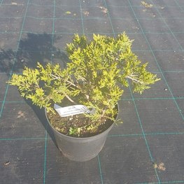 Можжевельник казацкий Рокери Джем (Rockery Gem)