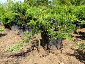 Можжевельник казацкий Рокери Джем (Rockery Gem)