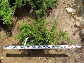 Можжевельник казацкий Рокери Джем (Rockery Gem)