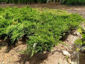 Можжевельник казацкий Рокери Джем (Rockery Gem)