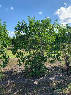 Сирень обыкновенная "Профессор Хозер"