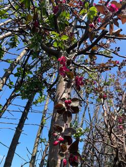 Декоративная яблоня Флорибунда (Floribunda)