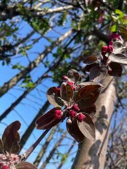 Декоративная яблоня Флорибунда (Floribunda)