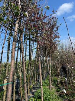 Декоративная яблоня Флорибунда (Floribunda)