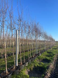 Декоративная яблоня Флорибунда (Floribunda)