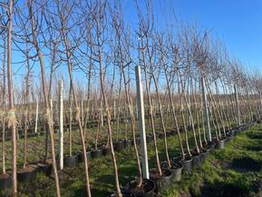 Декоративная яблоня Флорибунда (Floribunda)