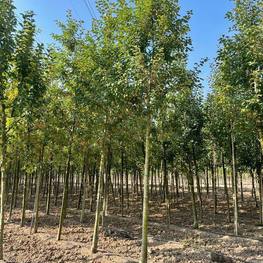 Декоративная яблоня Флорибунда (Floribunda)