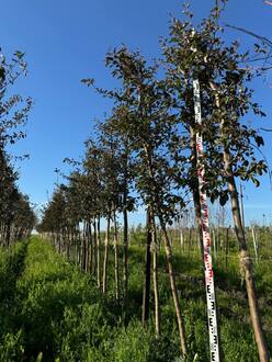 Декоративная яблоня Флорибунда (Floribunda)