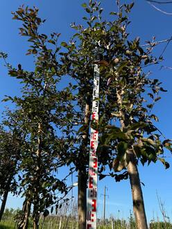 Декоративная яблоня Флорибунда (Floribunda)