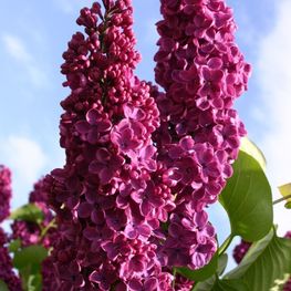 Сирень обыкновенная А.Людвиг Шпет (And. An Ludwig Spaeth)