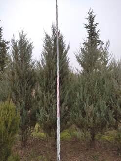 Можжевельник скальный Скайрокет (Skyrocket)