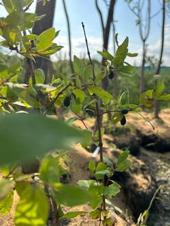 Жимолость съедобная "Синяя птица"