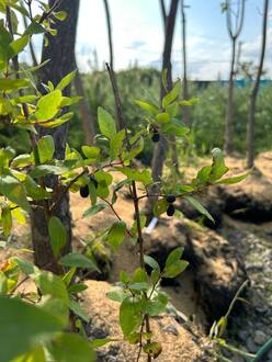 Жимолость съедобная "Синяя птица"