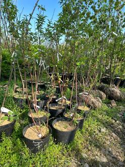 Жимолость съедобная "Синяя птица"