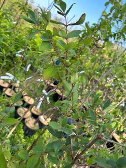 Жимолость съедобная "Синяя птица"