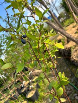 Жимолость съедобная "Синяя птица"