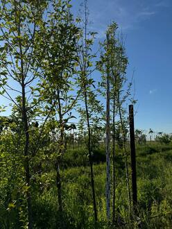 Сирень пекинская