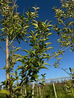 Сирень пекинская