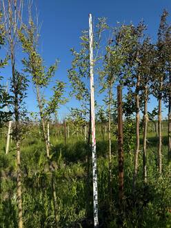 Сирень пекинская