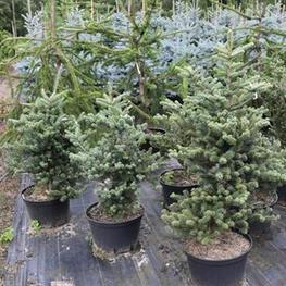Пихта корейская Блауер Пфиф (Blauer Pfiff)