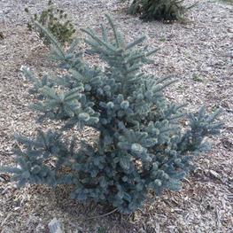 Пихта Фразера Блю Боннет (Blue Bonnet)