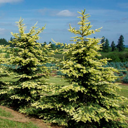 Ель колючая Майголд (Maigold)