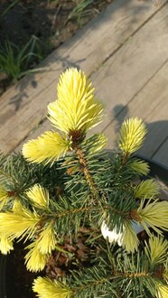 Ель колючая Майголд (Maigold)