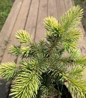 Ель колючая Майголд (Maigold)