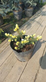 Ель колючая Майголд (Maigold)