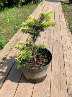 Ель колючая Майголд (Maigold)