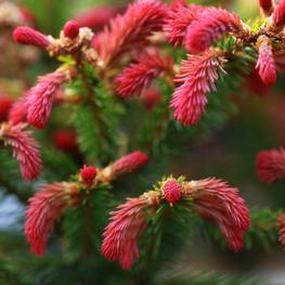 Ель обыкновенная Ридал (Rydal)