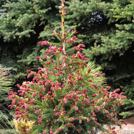 Ель обыкновенная Ридал (Rydal)