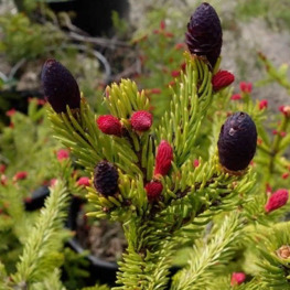 Ель обыкновенная Ридал (Rydal)