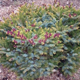 Ель обыкновенная Биколор (Bicolor)