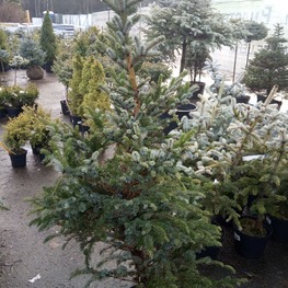 Ель обыкновенная Биколор (Bicolor)