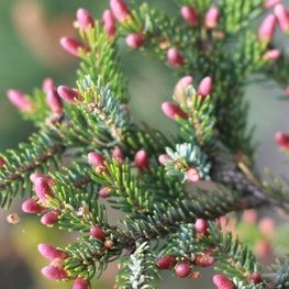 Ель обыкновенная Биколор (Bicolor)