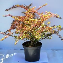 Барбарис Тунберга Наташа (Natasza)