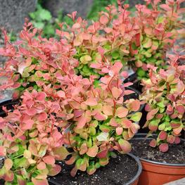 Барбарис Тунберга Корал (Coral)