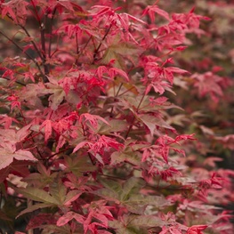 Клен пальмолистный Дешойо (Deshojo)