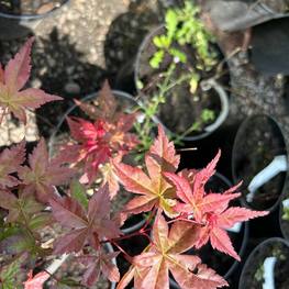 Клен пальмолистный Дешойо (Deshojo)