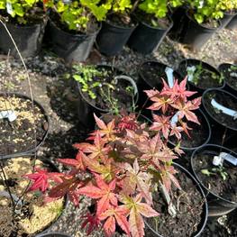 Клен пальмолистный Дешойо (Deshojo)