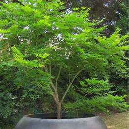 Клен пальмолистный Эмеральд Лейс (Emerald Lace)