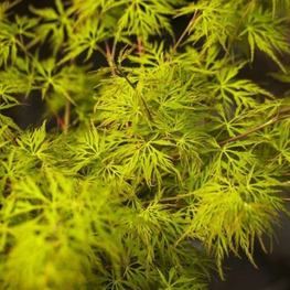 Клен пальмолистный Эмеральд Лейс (Emerald Lace)