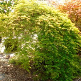 Клен пальмолистный Эмеральд Лейс (Emerald Lace)