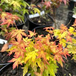 Клен пальмолистный Феникс (Phoenix)